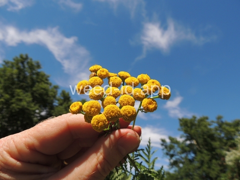 tansy, common